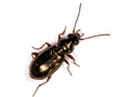 Bembidion properans
